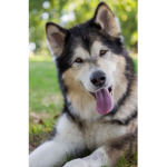 marisa group for dogs