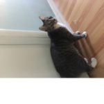 Love cats plz