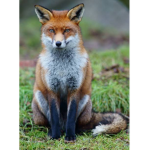 Fox island XD