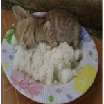 grê