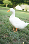 TINY DUCKSTERS