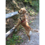 The Dog Cat group