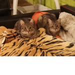 Meowweee