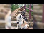Developing team doge