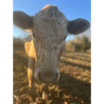 Cow time lol