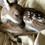 qwsi