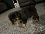 Rottweiler Club