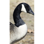DuckDuckGoose123