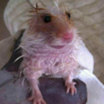 SUPER chill ratz <3