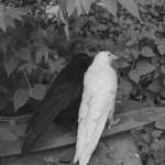 Rayvenne