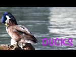 Ducks pack