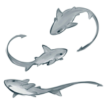 sharkified