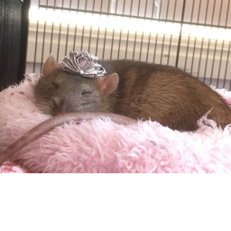 RAT CLAN ~NO ENTRY~ <3