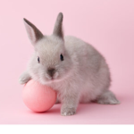 Bunny ##### squad