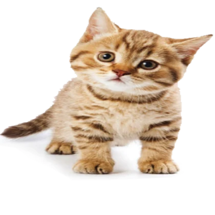 cute cat for cat lover