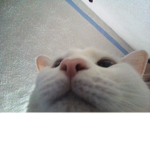 Mr. miau