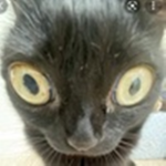 Kitty'sss