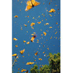 BuTteRfLiEs :3
