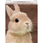 Fluffy fluffy bunny group