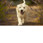 dog to the dog to the awesome dog mad