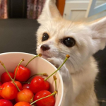 pawlance