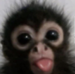 HappyMonke