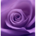 Purple Rose Association