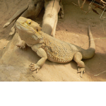 the #bearded dragon group