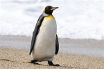 Penguin's Den