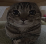 Pookie_grr