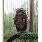 | Droopy owls |