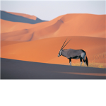 desert oryx warriors