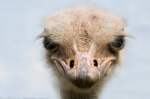 THE OSTRICH PEOPLES