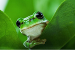 FROGS ARE CUTEEEEE