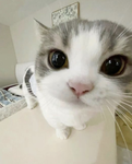 Eqiulxz’s kittens