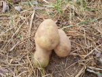potato_blank