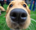 ~+The doggies+~