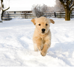 de dog friendly group