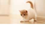 Kittys are the best$