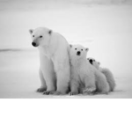 The Official Polar Bear Fan Club!