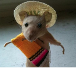 salsa's rat society