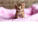 Cute Kittens!!!