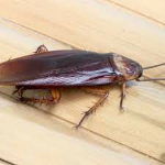 I WAS EATING A ROACH.