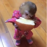 Potato monkey