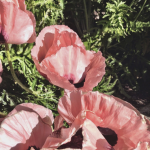 Pink Poppy