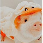 Piglet army!!