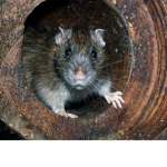 Rats in sewers that drink sewer water group