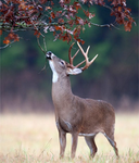 Deer Standle