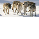a wolves pack
