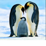 The penguins gang